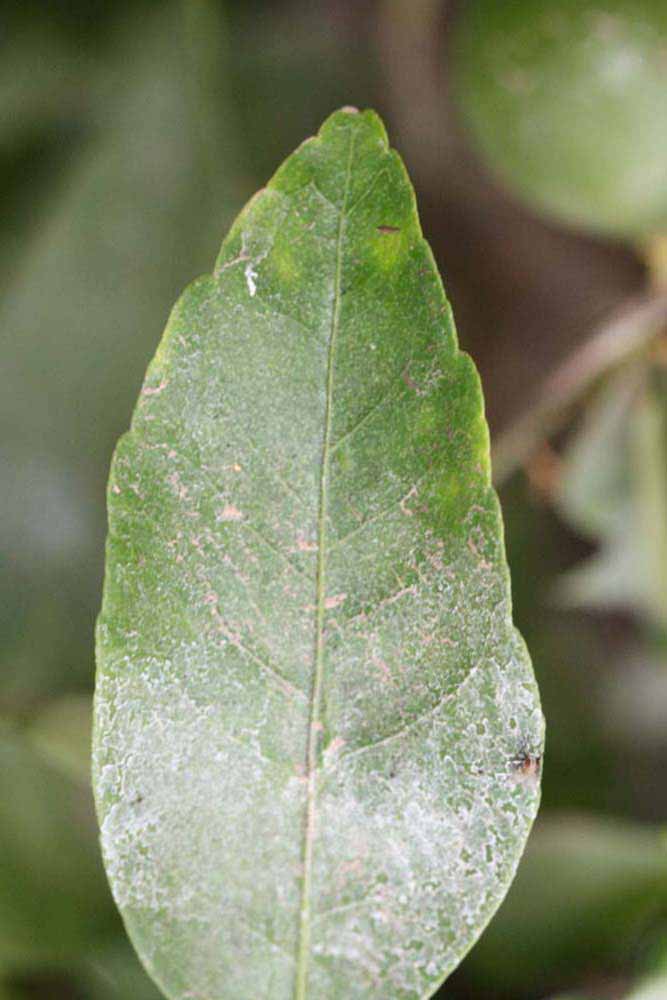              Margin (Riverside, CA)       